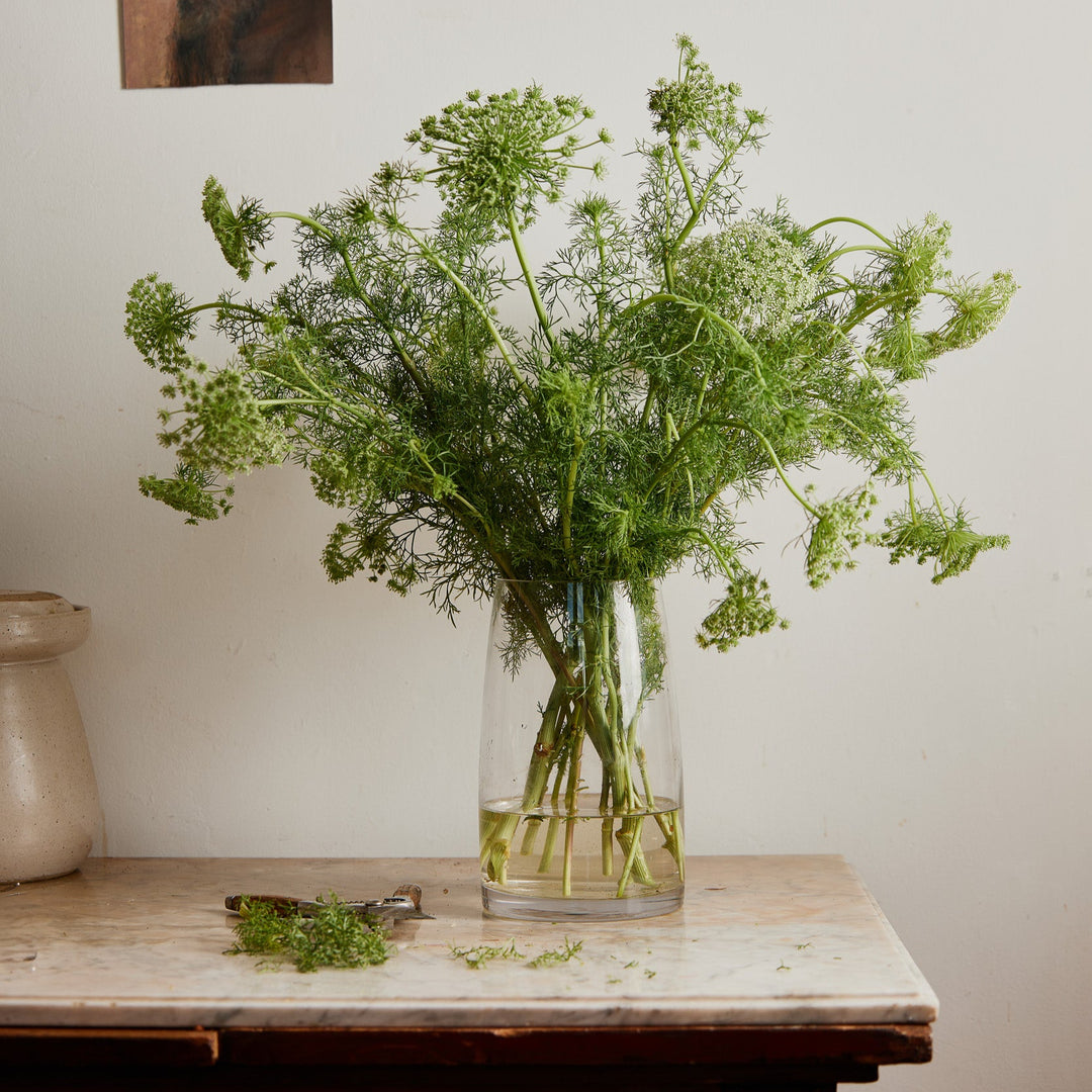 Green Mist Ammi visnaga 'False Queen Anne's Lace' Flower | X 100 Seeds