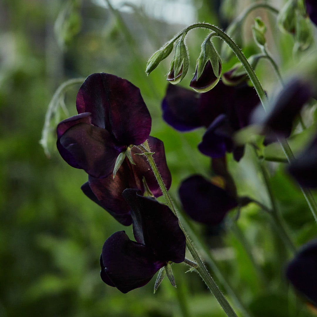 Sweet Pea Almost Black Flower | X 10 Seeds