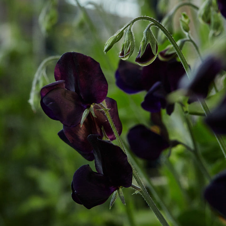 Sweet Pea Almost Black Flower | X 10 Seeds