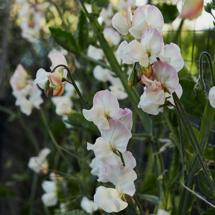 Sweet Pea Bix Flower | X 10 Seeds