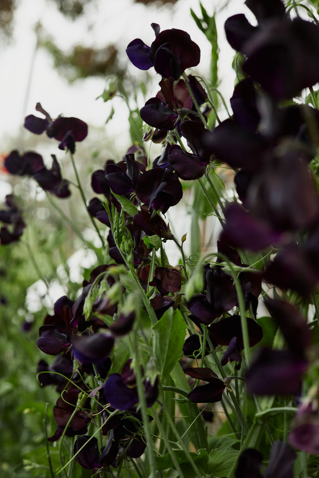 Sweet Pea Almost Black Flower | X 10 Seeds