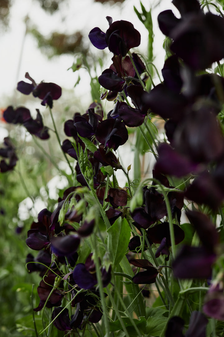 Sweet Pea Almost Black Flower | X 10 Seeds