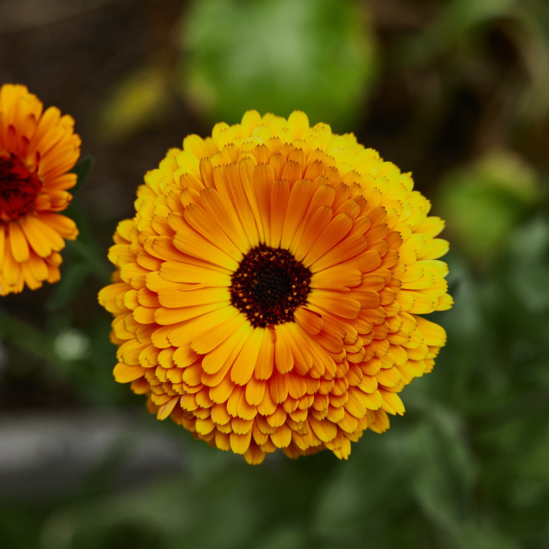 Calendula Orange Balls Flower | X 80 Seeds
