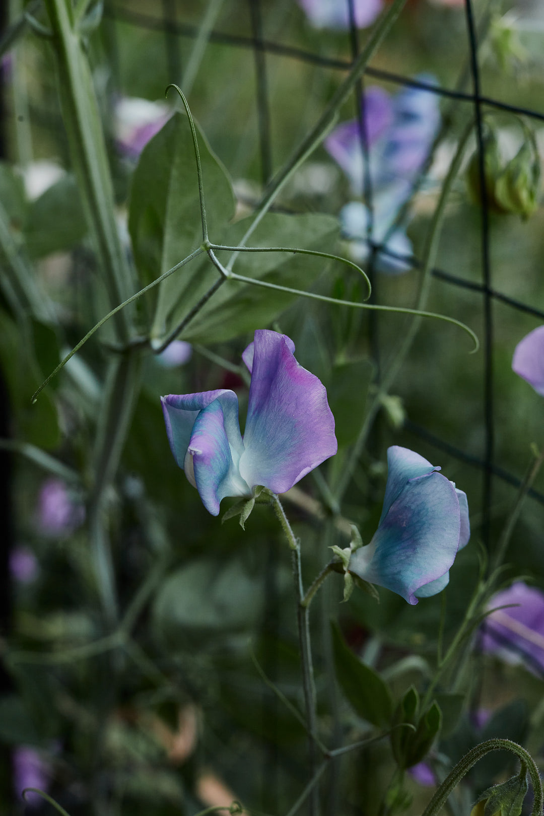 Sweet Pea Turquoise Lagoon Flower | X 10 Seeds