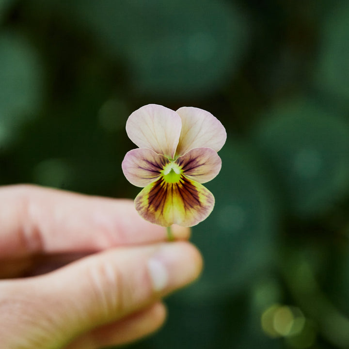 Viola Nature Antique Shades Flower | X 20 Seeds