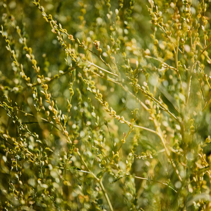 Persian Cress Flower | X 50 Seeds