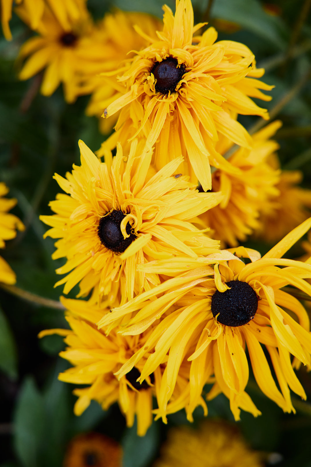 Rudbeckia Goldilocks Flower | X 100 Seeds
