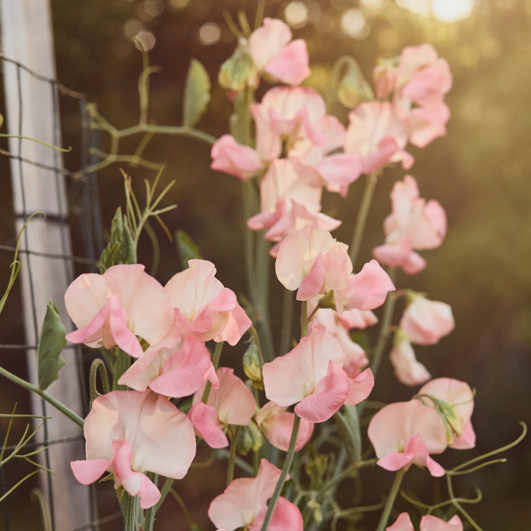 Sweet Pea Candyfloss Flower | X 10 Seeds
