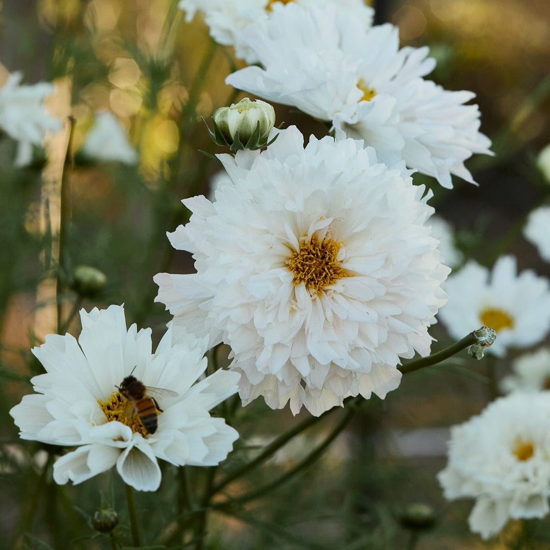 Cosmos Double Click Snow Puff Flower | X 30 Seeds