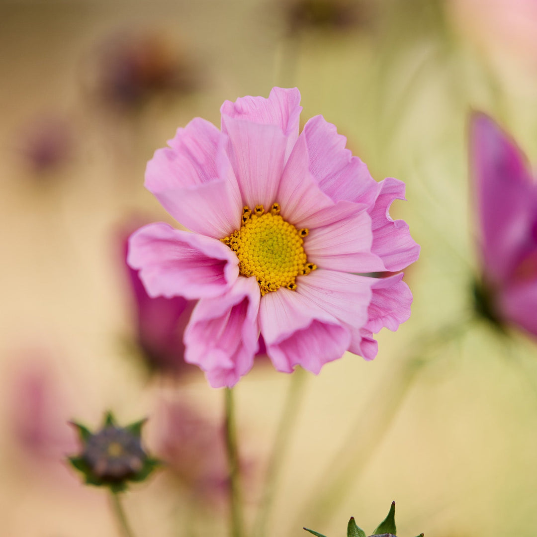 Cosmos Seashell Mix Flower | X 70 Seeds