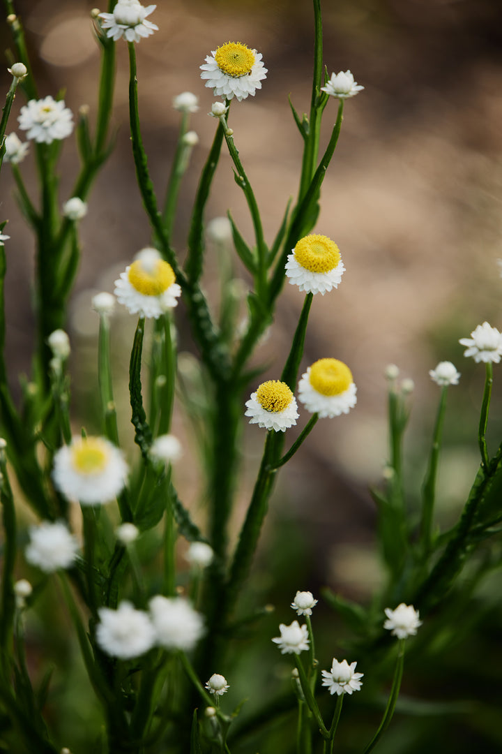 Winged Everlasting Ammobium Australian Native Flower | X 50 Seeds