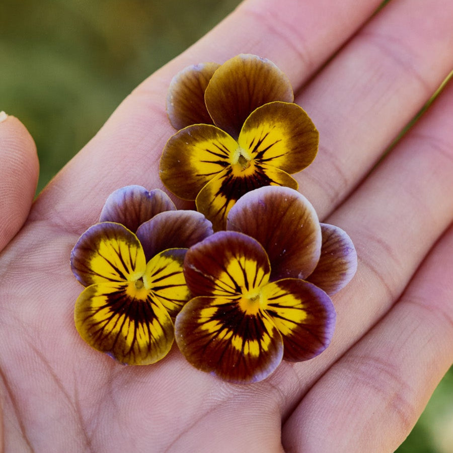 Viola Caramella Bronze Lilac Flower | X 50 Seeds