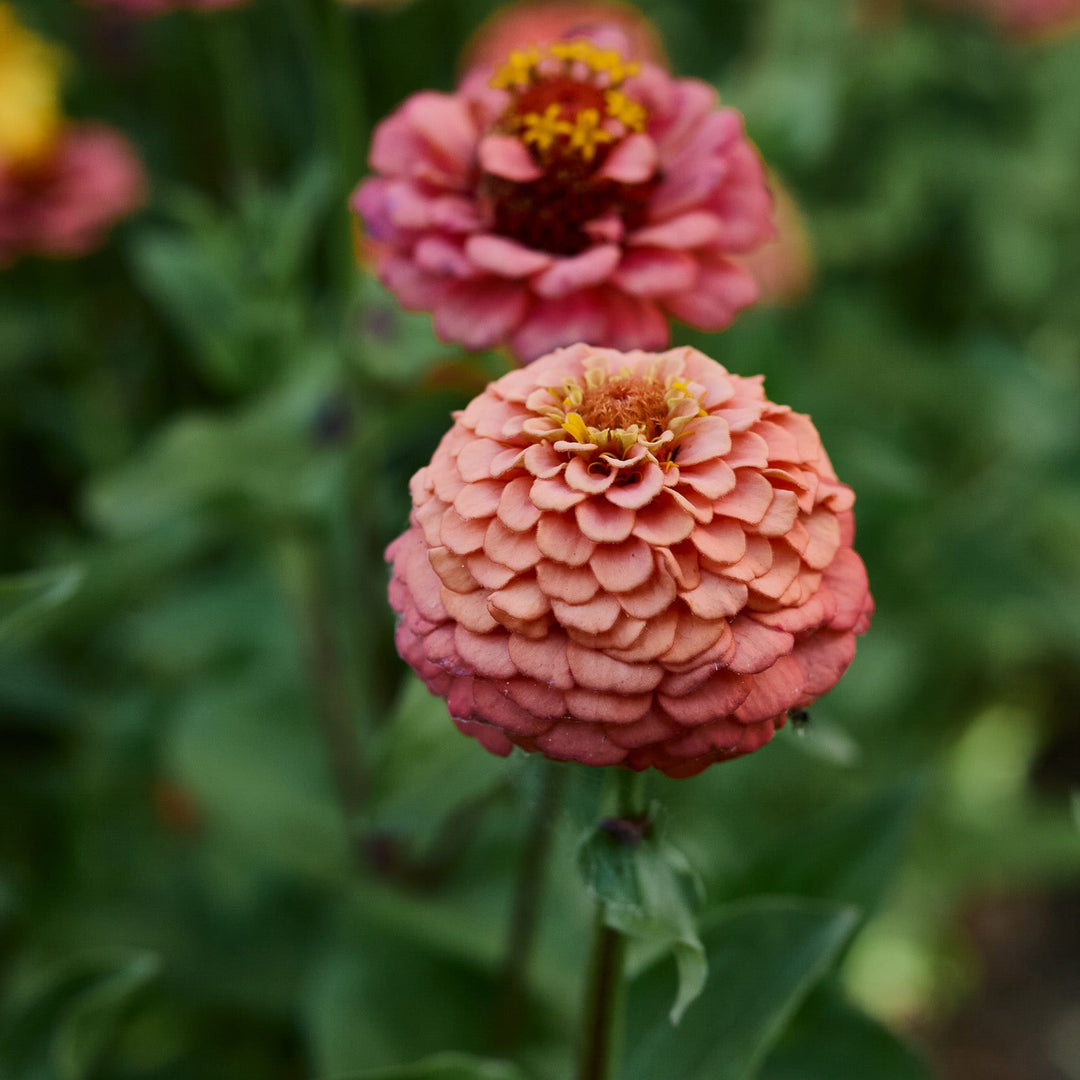 Zinnia Lilliput Salmon Flower | X 70 Seeds