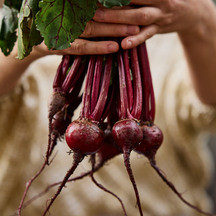 Beetroot Early Wonder Vegetable | X 100 Seeds