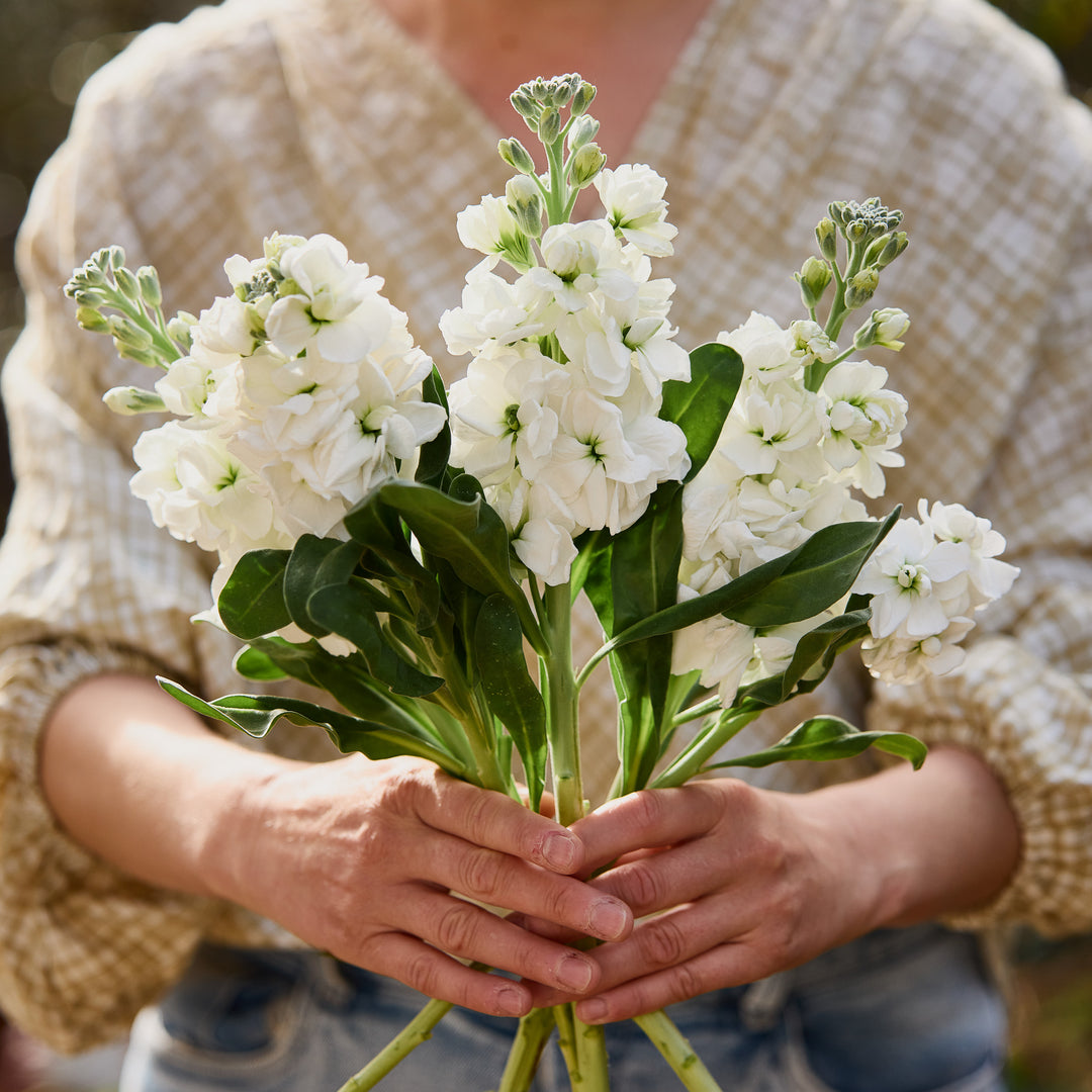 Stock Giant Avalanche White Flower | X 50 Seeds