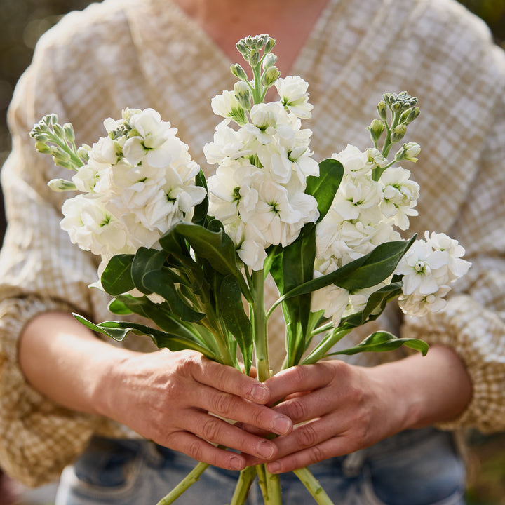 Stock Giant Avalanche White Flower | X 50 Seeds