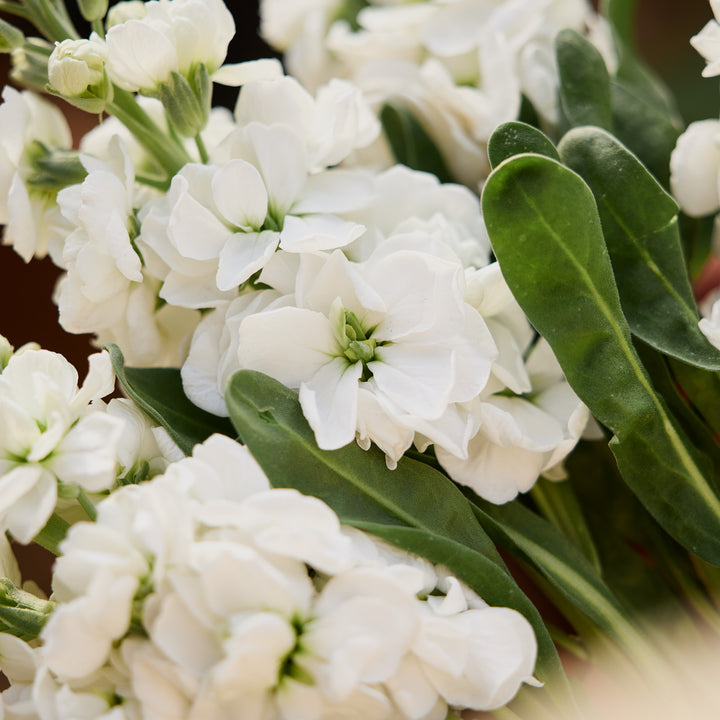 Stock Giant Avalanche White Flower | X 50 Seeds