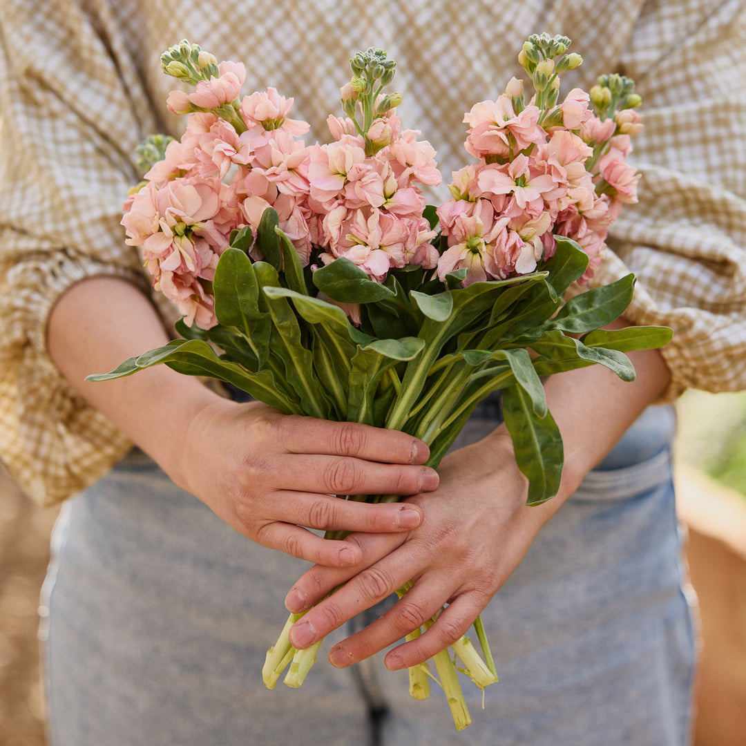 Stock Giant Column Apricot Flower | X 50 Seeds