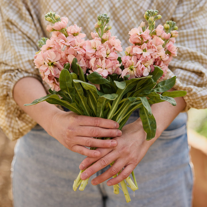 Stock Giant Column Apricot Flower | X 50 Seeds