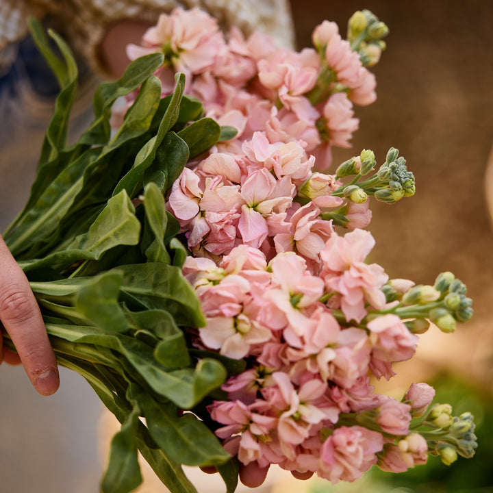 Stock Giant Column Apricot Flower | X 50 Seeds