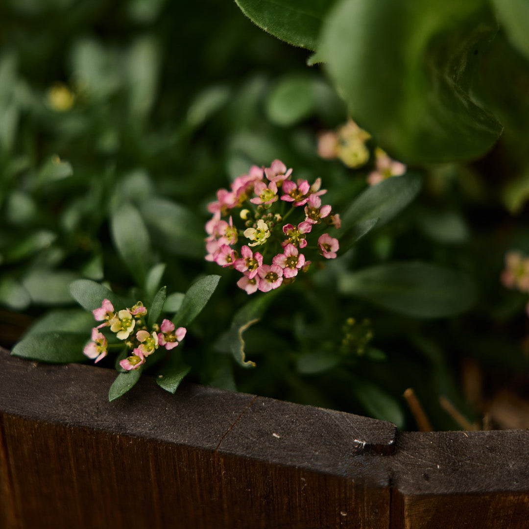 Alyssum Pixie Bronze Flower | X 100 Seeds