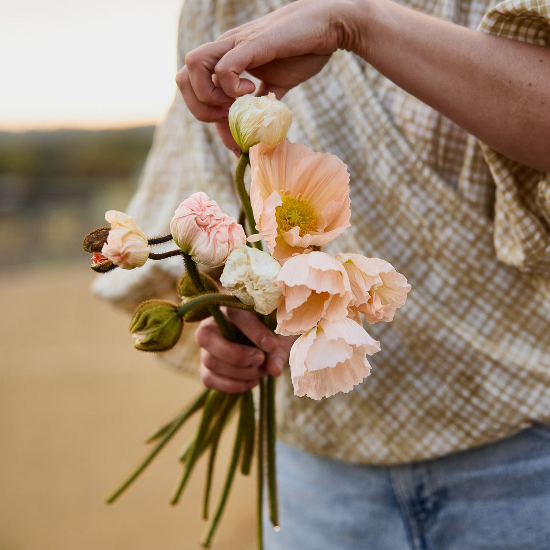 Poppy Colibri Rosa Chiaro Pastello Flower | X 50 Seeds