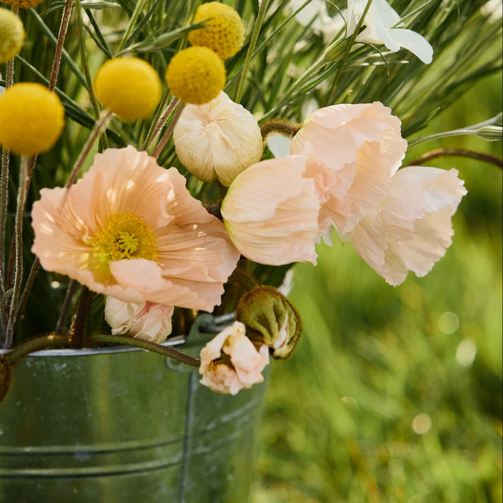 Poppy Colibri Rosa Chiaro Pastello Flower | X 50 Seeds