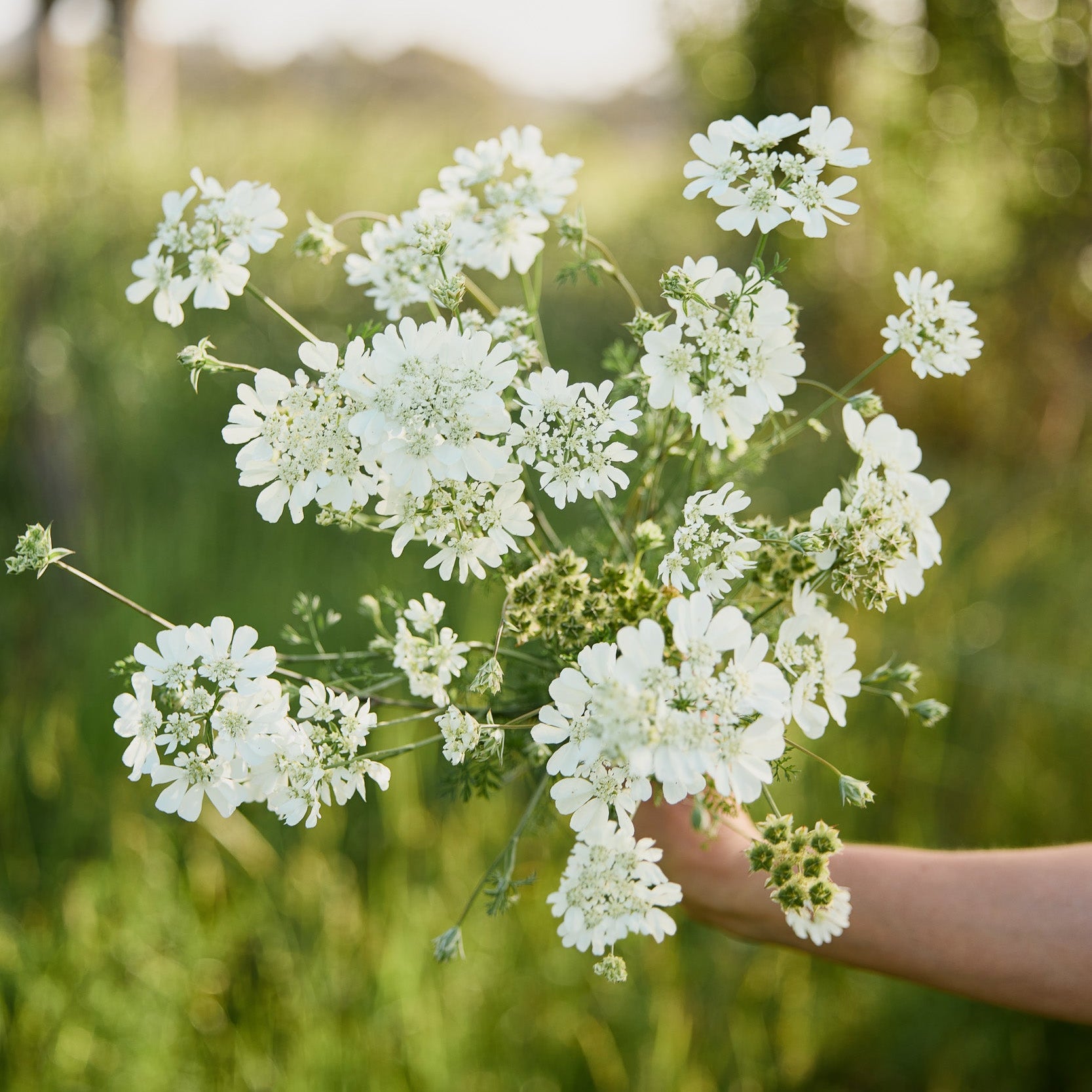 Orlaya grandiflora White Lace Flower | X 20 Seeds (NOT TO WA+NT