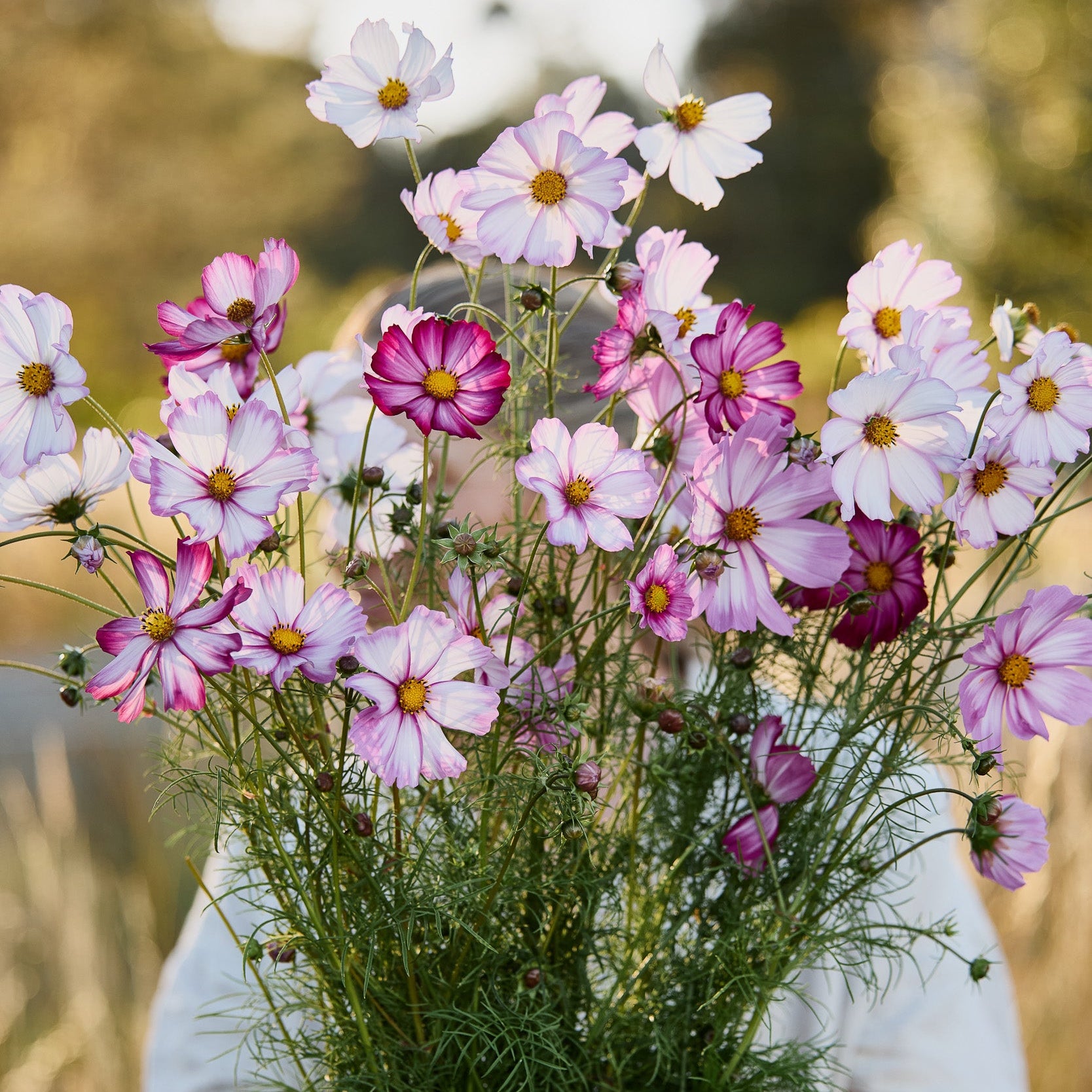 20260317_VFGS_Cosmos_3_Mar26_S