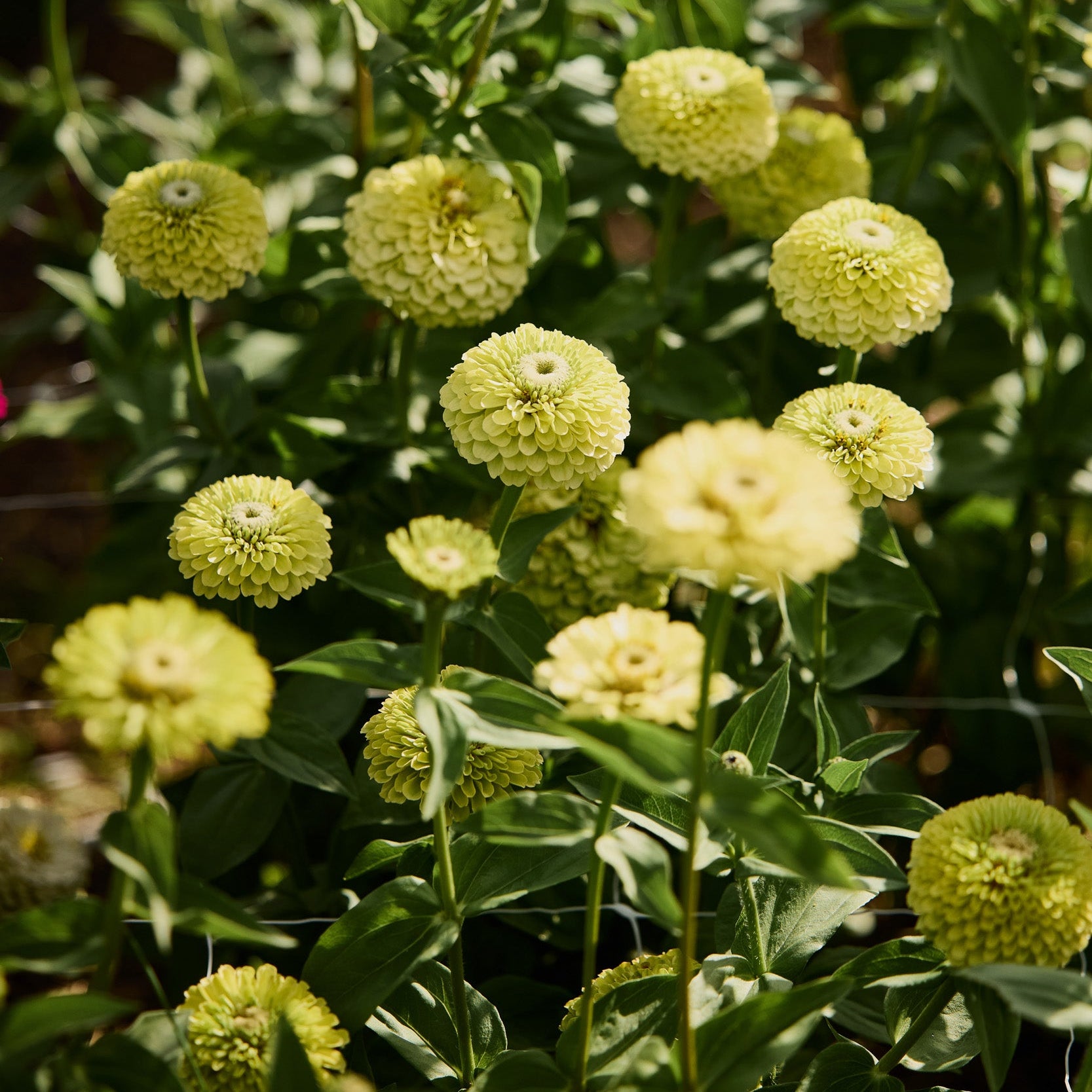 20260322_VFGS_Zinnia_2_Evening