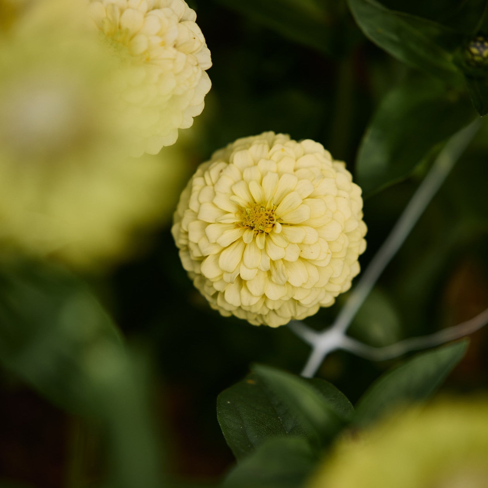 Zinnia Oklahoma Ivory Flower | X 30 Seeds – Veggie & Flower Garden