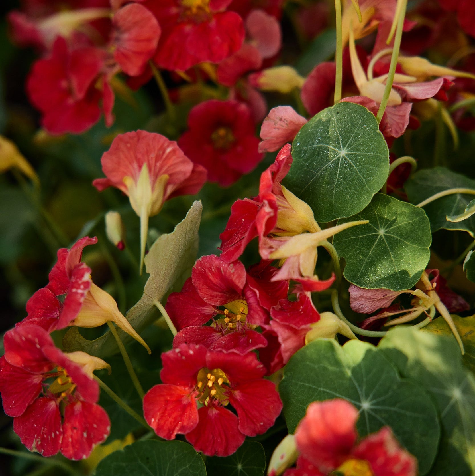 nasturtium cherry rose seeds Nasturtium Double Jewel Cherry Rose Flower