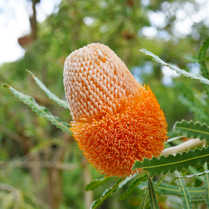 Banksia prionotes Acorn Banksia Australian Native | X 5 Seeds