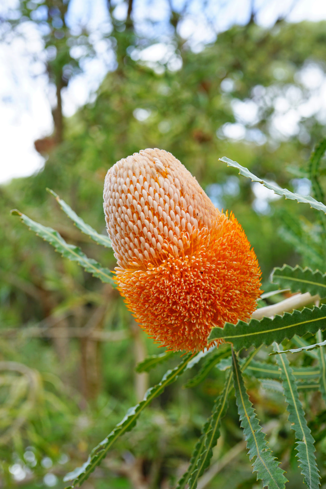 Banksia prionotes Acorn Banksia Australian Native | X 5 Seeds