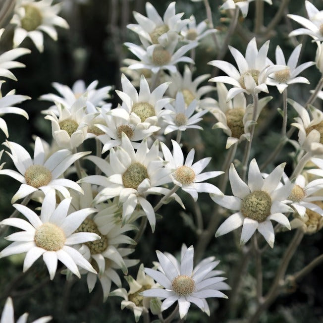 Fresh Wild Flannel Flower Packs Australian Native | X 50 Seeds