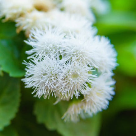 Ageratum Ball White Flower | X 300 seeds