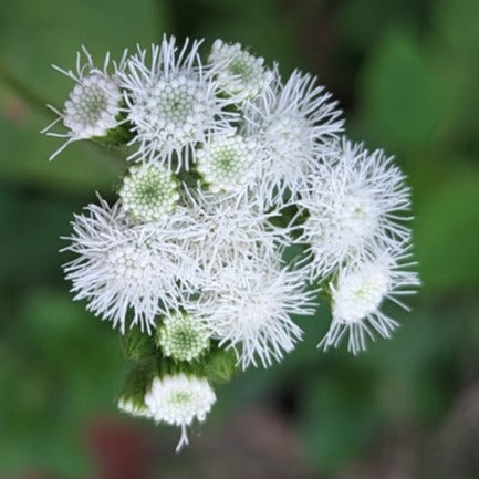 Ageratum Ball White Flower