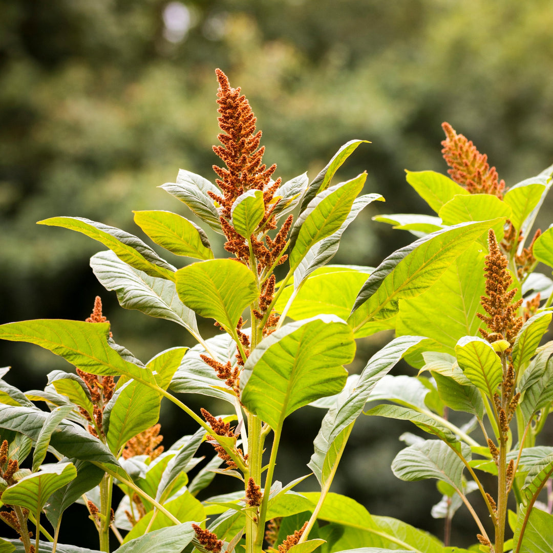 Amaranthus Hot Biscuits Flower | X 100 seeds