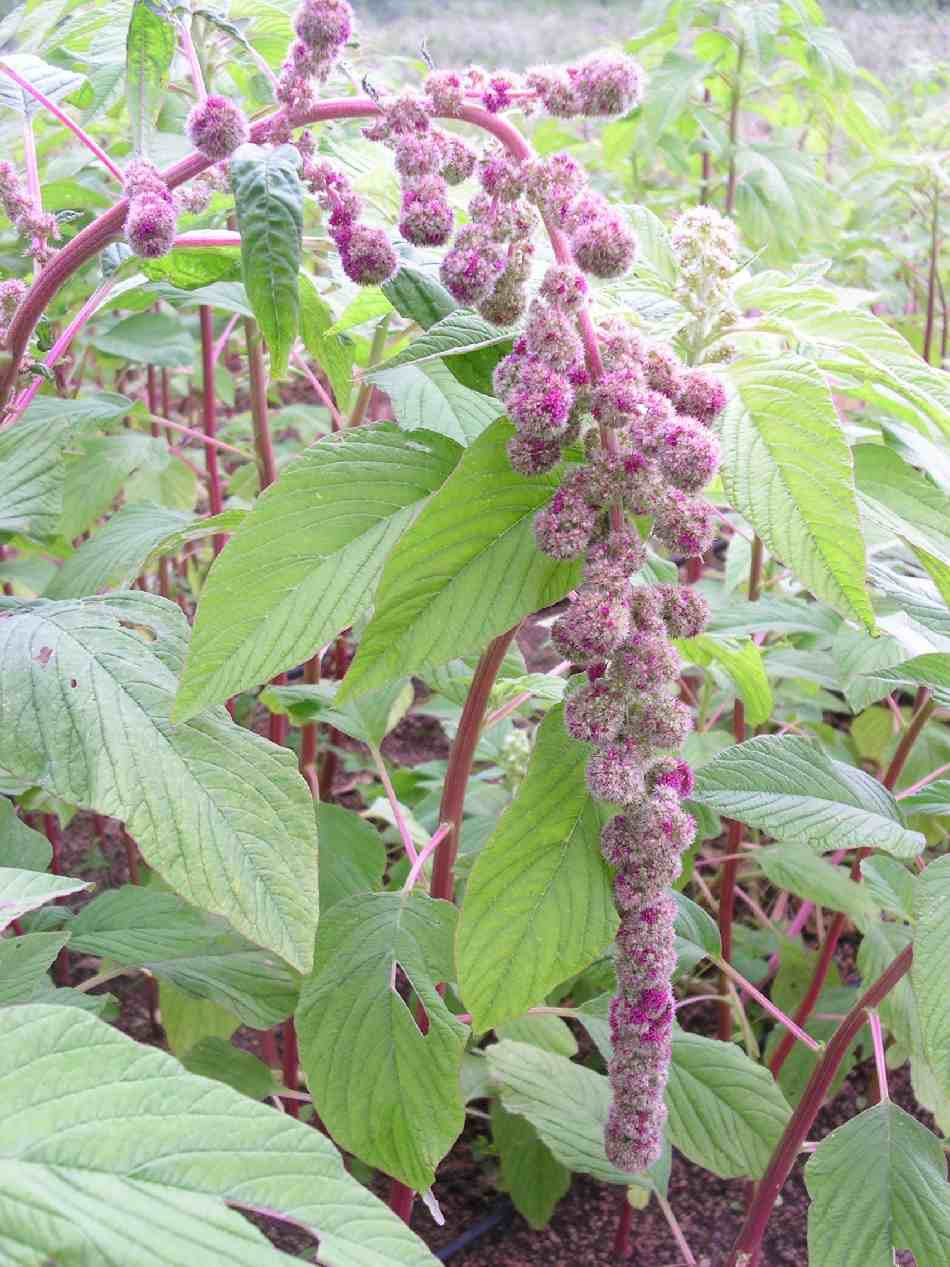 Amaranthus caudatus Mira Flower | X 100 Seeds