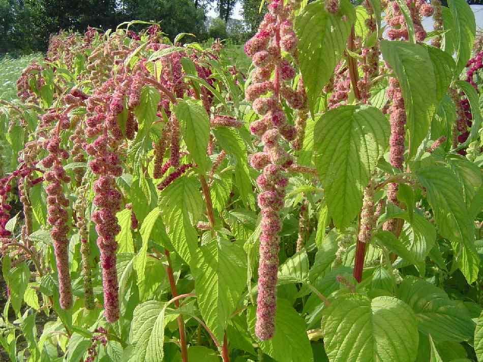 Amaranthus caudatus Mira Flower | X 100 Seeds