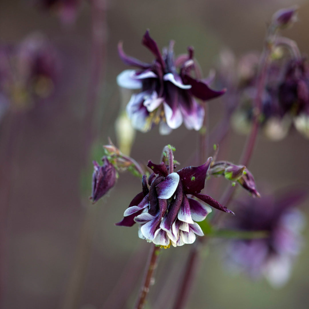 Aquilegia vulgaris William Guinness Columbine Flower | X 30 Seeds