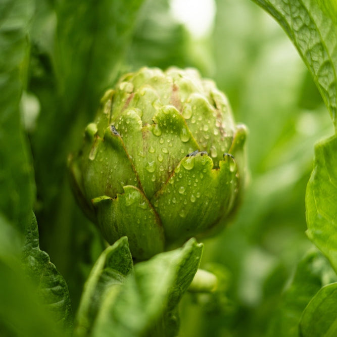 Artichoke Green Globe Vegetable | X 15 Seeds
