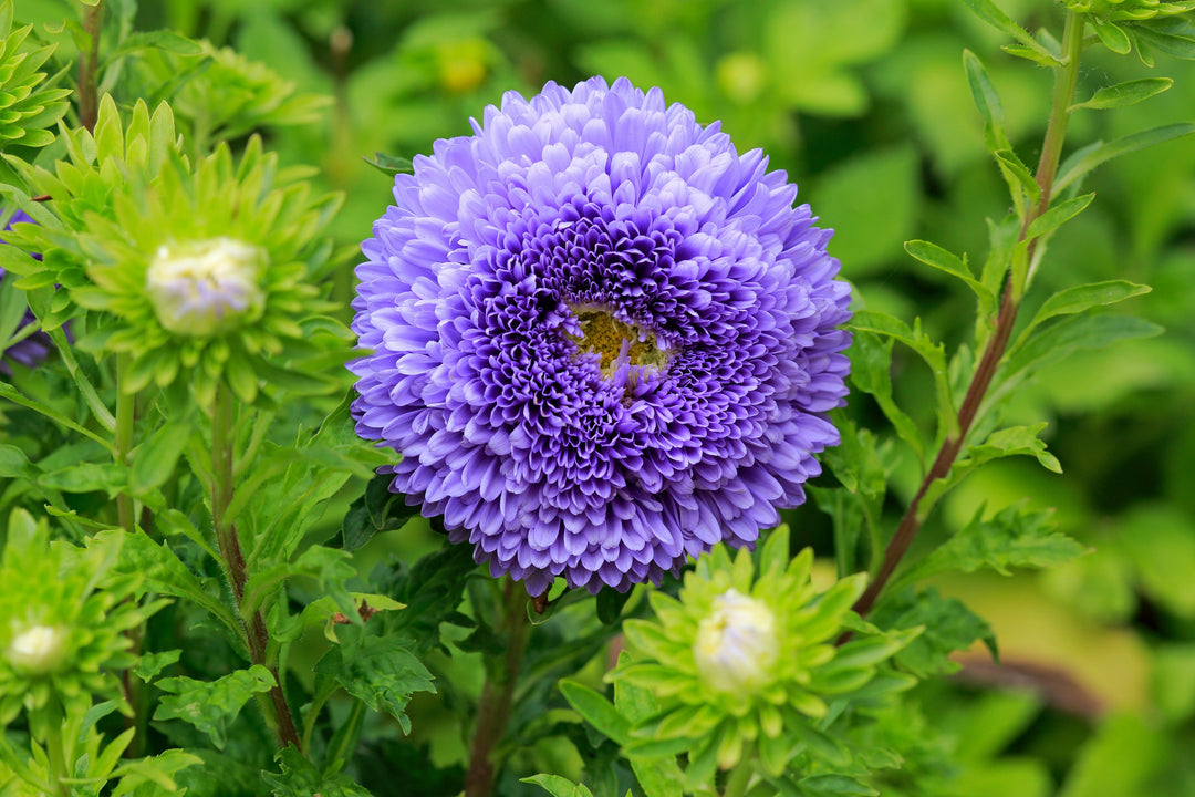 Aster China King Size Mid Blue Flower | X 50 Seeds