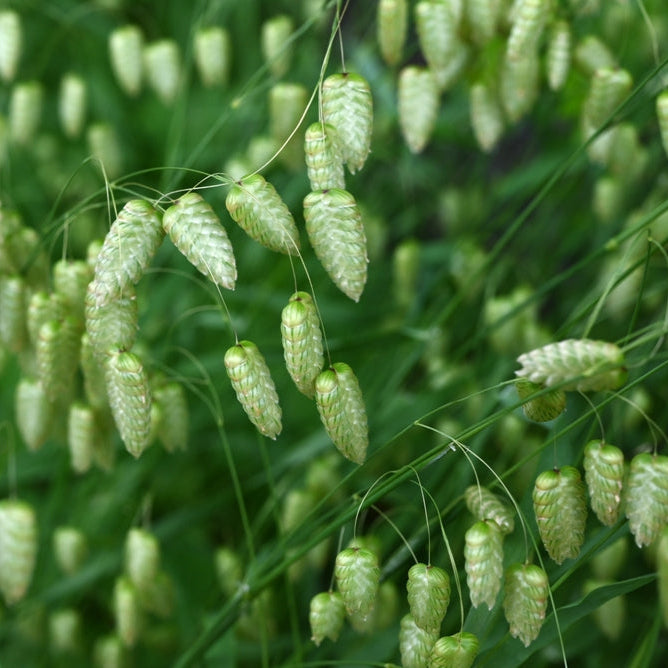 Quaking Briza maxima Grass | X 100 Seeds