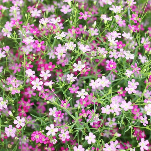 Baby’s Breath Gypsophila Elegans Mix Flower