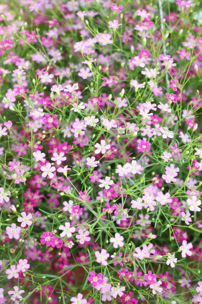 Baby’s Breath Gypsophila Elegans Mix Flower