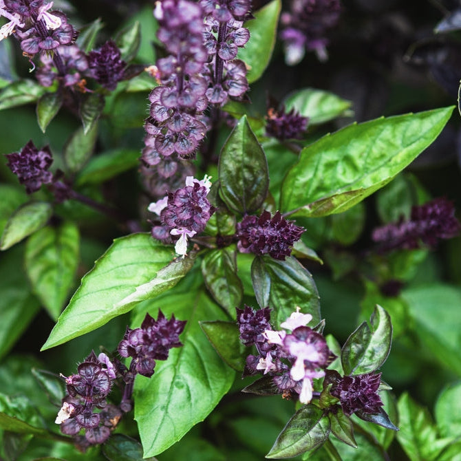 Basil Cinnamon Herb | X 200 Seeds