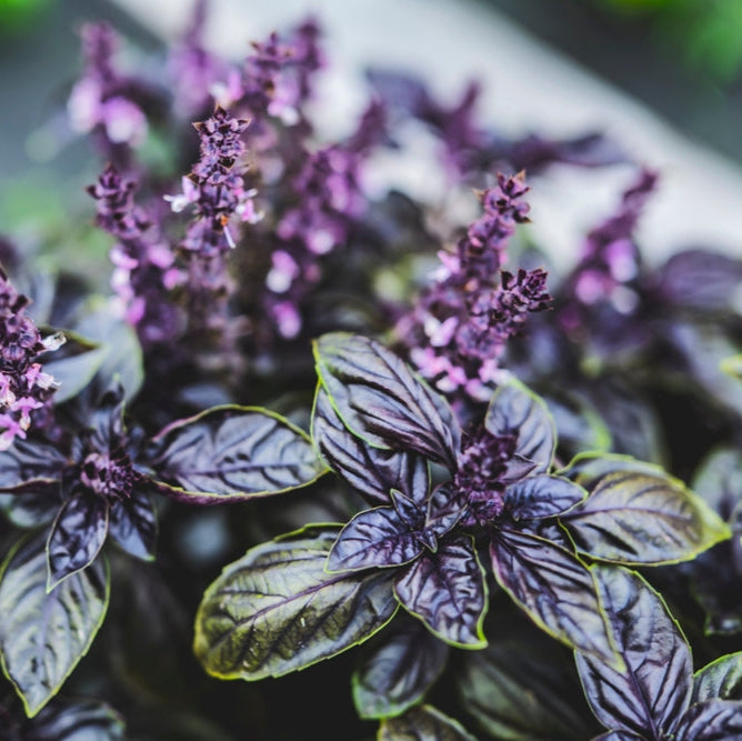 Basil Dark Opal Herb | X 200 Seeds