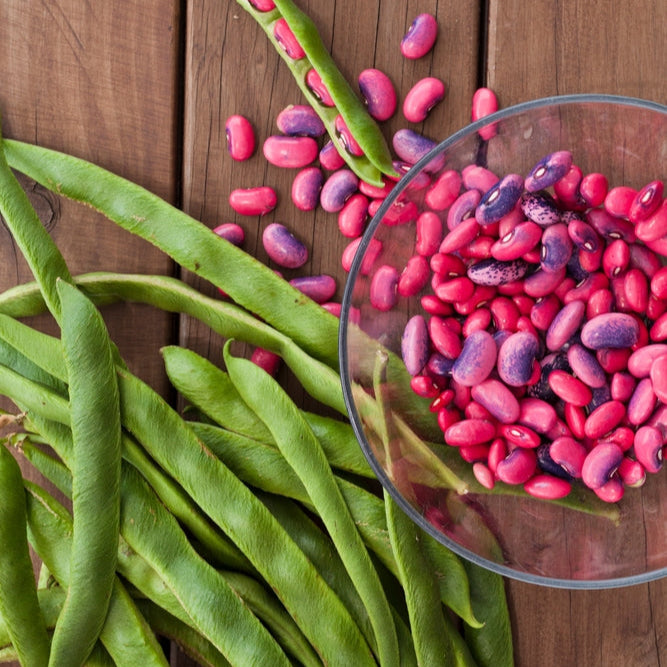 Bean Scarlet Emperor Runner Vegetable | X 20 Seeds