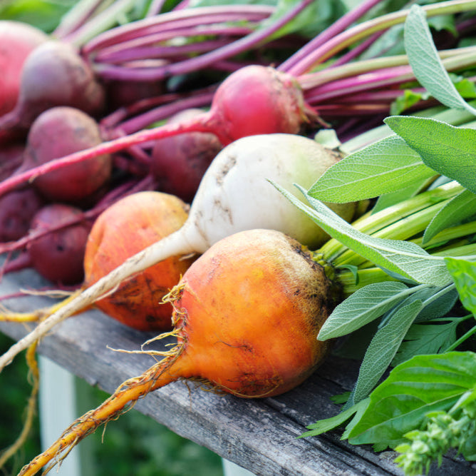 Beetroot Golden Vegetable | X 80 seeds